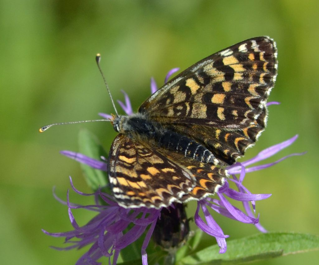 Melitaea trivia?